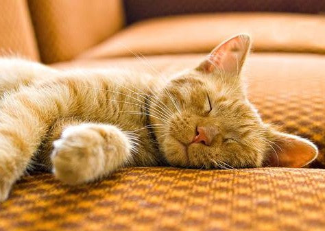 猫 ソファ ボロボロ